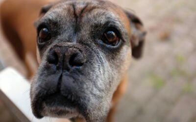 Light Therapy for Dogs – Natural Healing & Mobility Boost